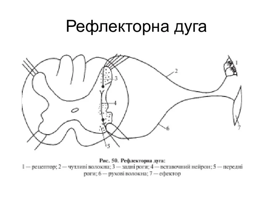 Строение рефлекторной дуги картинка