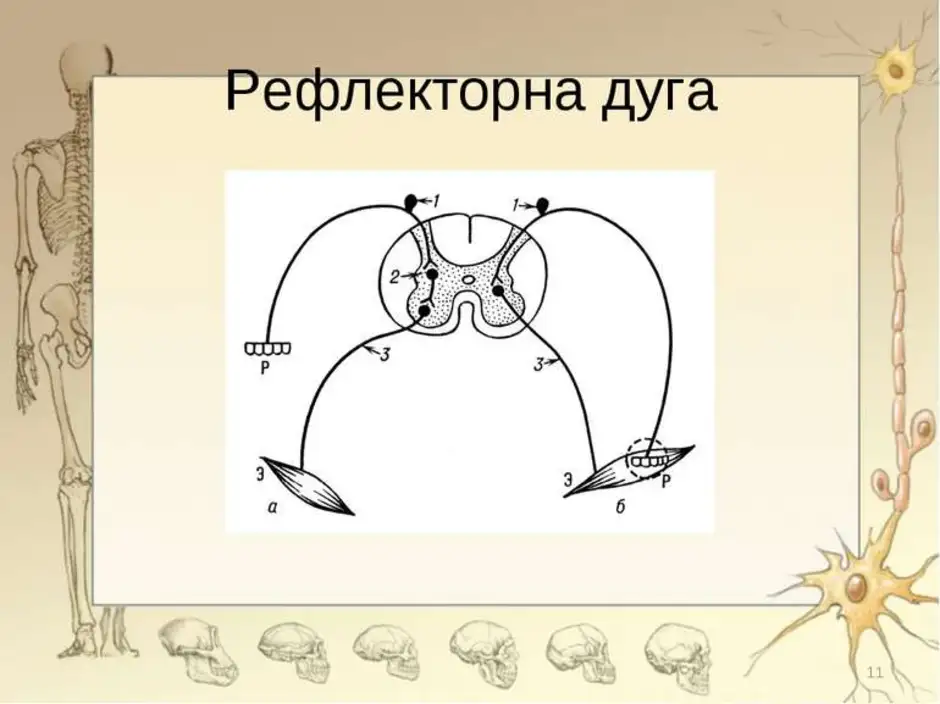 Рефлекторная дуга схема 8 класс