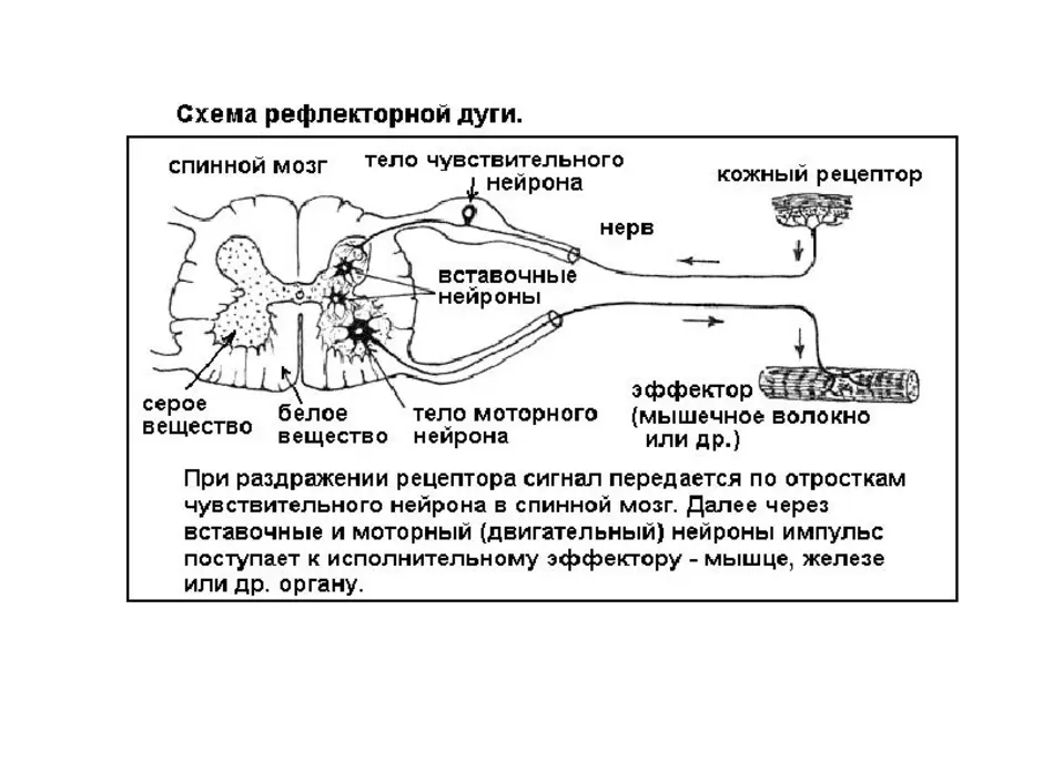 Рефлекторная дуга рисунок 8 класс