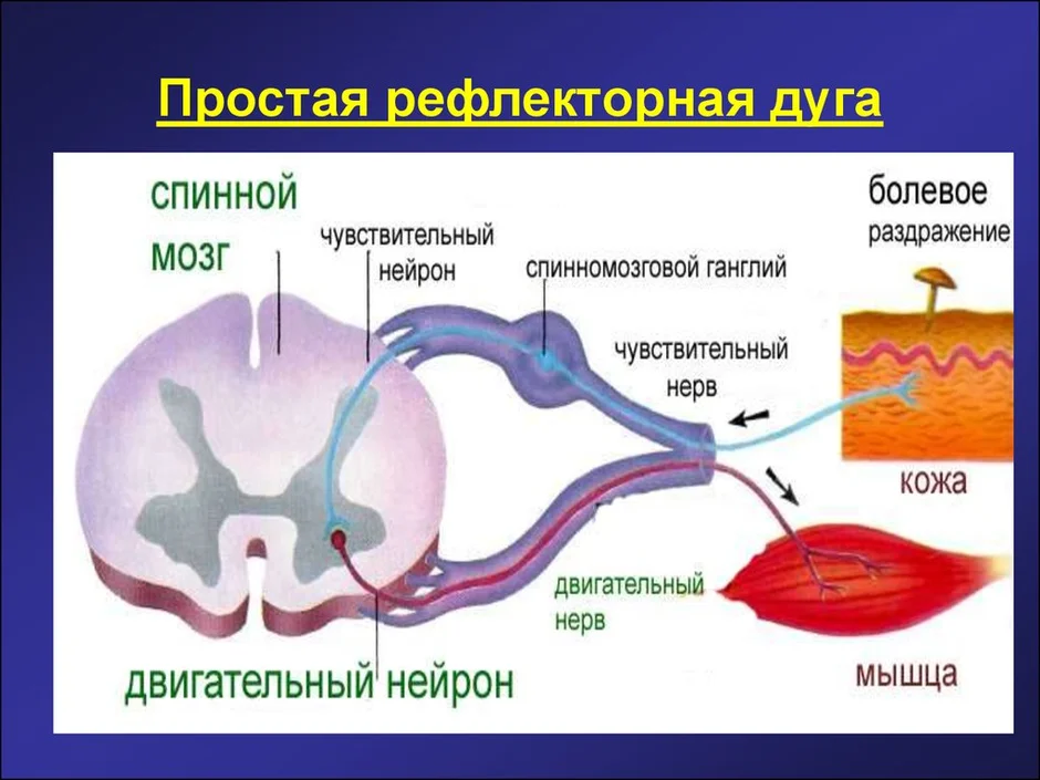 Строение рефлекторной дуги картинка