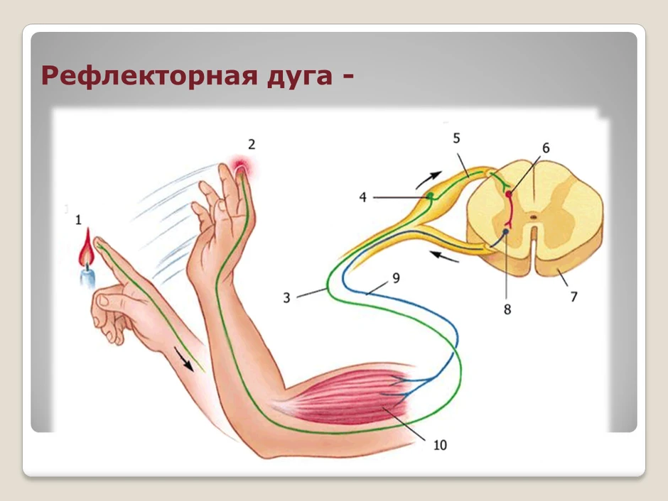 Схема рефлекторной дуги отдергивания руки от горячего предмета рисунок