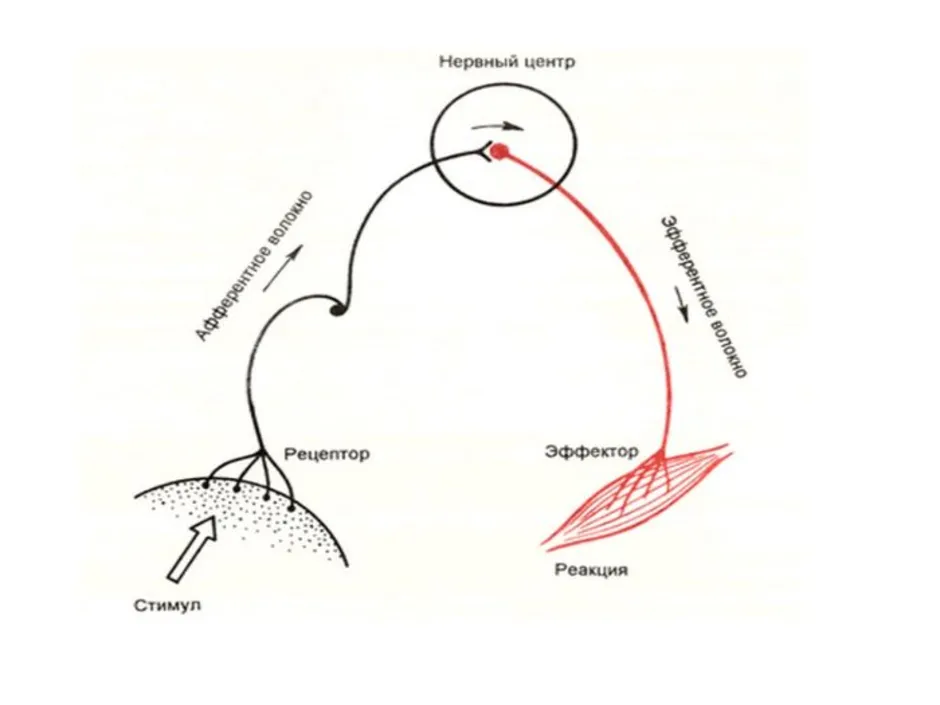 Общая схема рефлекторной дуги