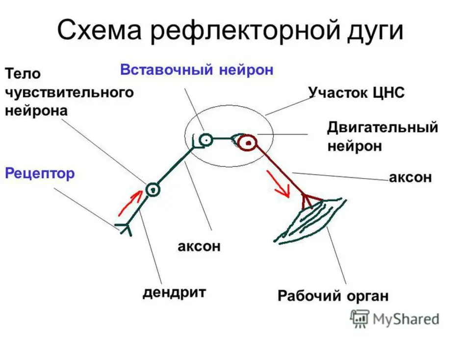 Рефлекторная дуга рисунок с подписями 8 класс