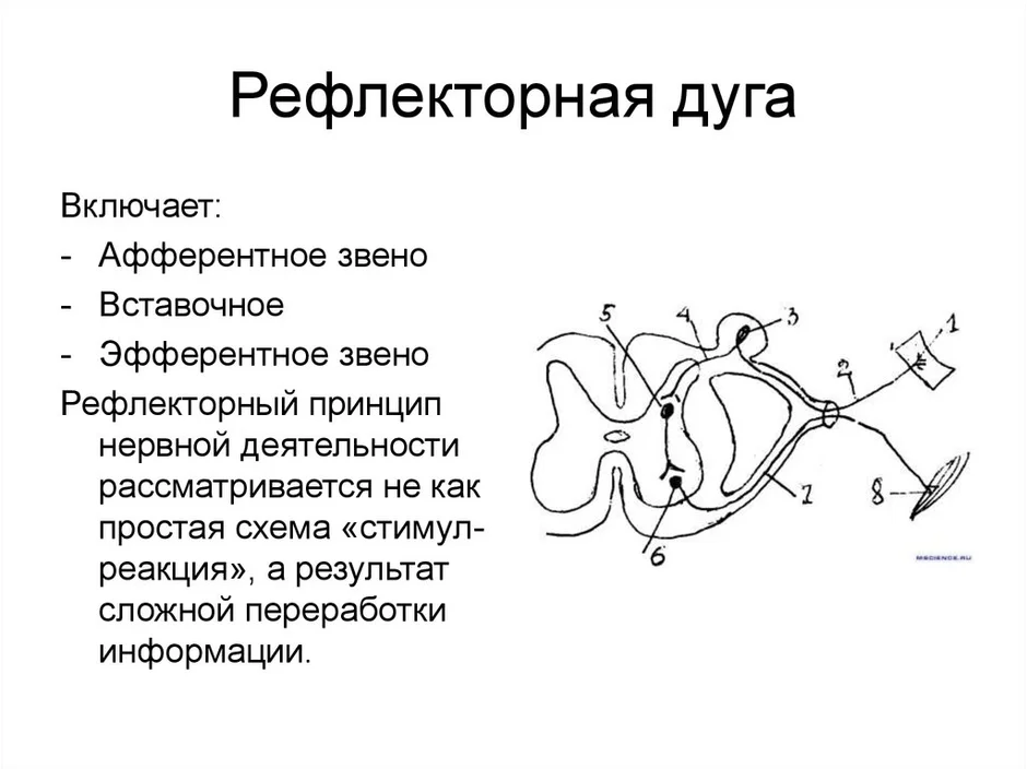 Зарисовать схему рефлекторной дуги обозначить структурные компоненты