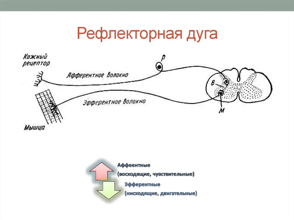 Строение рефлекторной дуги картинка