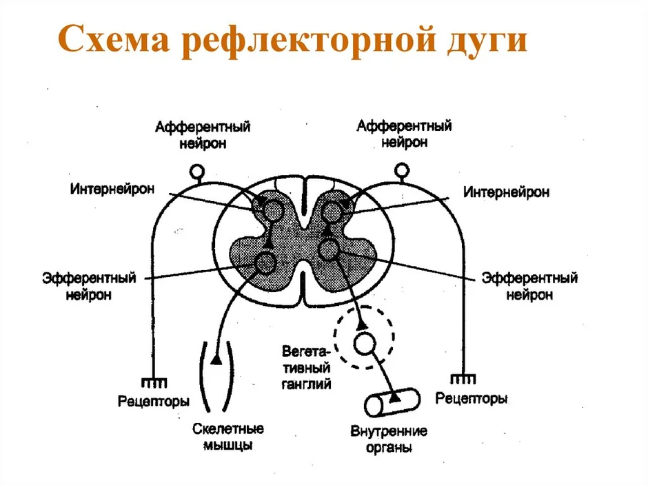 Строение рефлекторной дуги рисунок с подписями