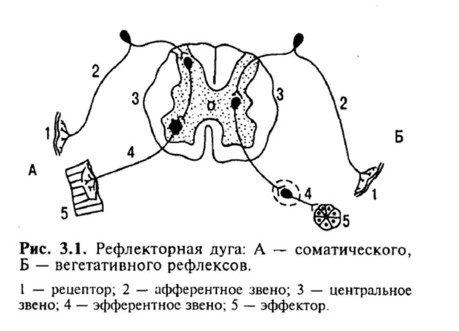 Строение рефлекторной дуги картинка