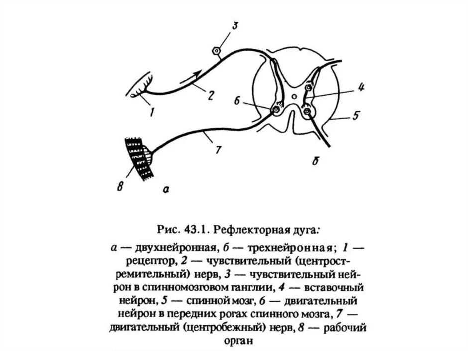 Что отсутствует в схеме рефлекторной дуги