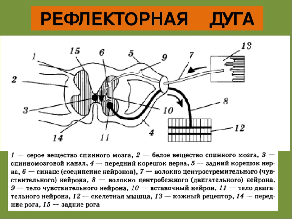 Рефлекторная дуга схема с подписями 8 класс биология