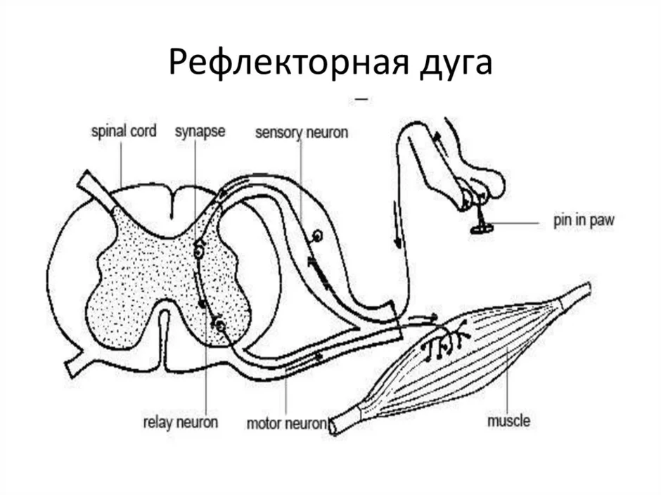 Рефлекторная дуга рисунок с подписями 8 класс