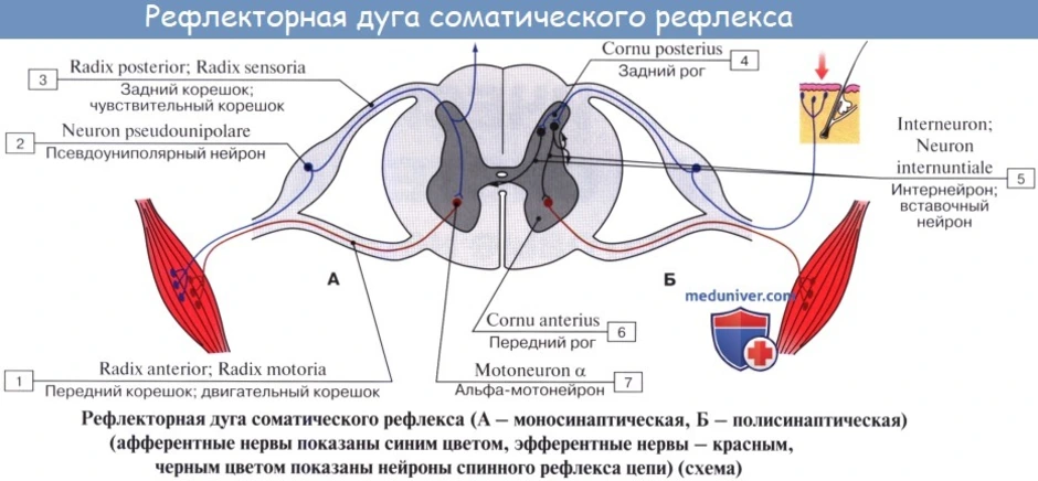 Принципиальная схема рефлекторной дуги симпатического рефлекса спинального уровня