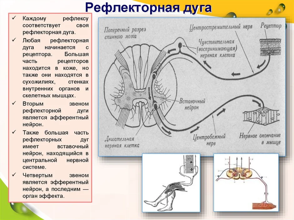 Строение рефлекторной дуги рисунок с подписями