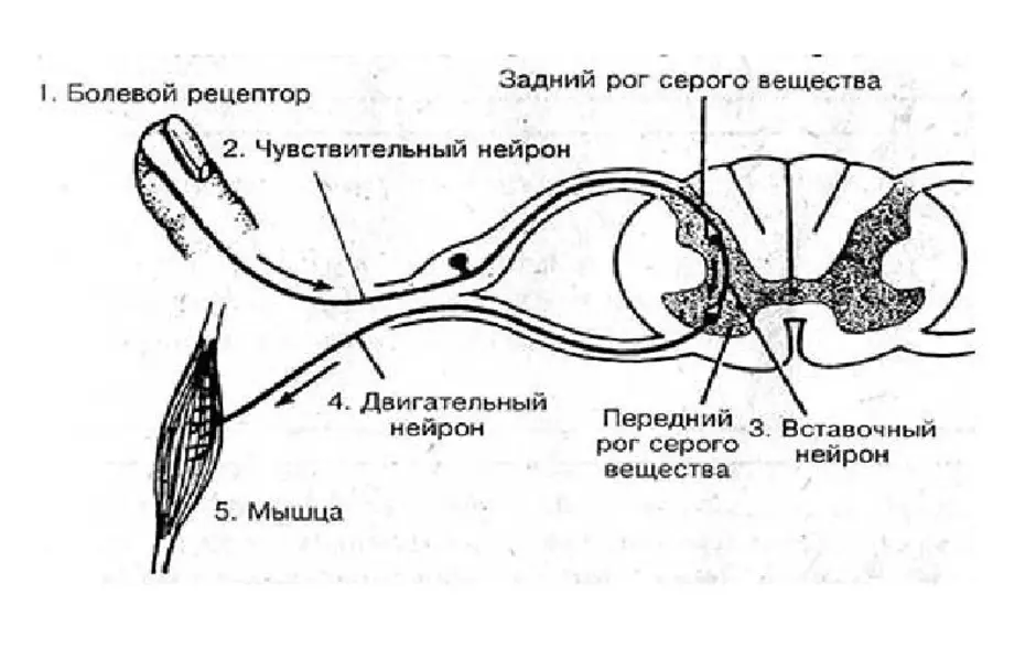 Сложная рефлекторная дуга схема