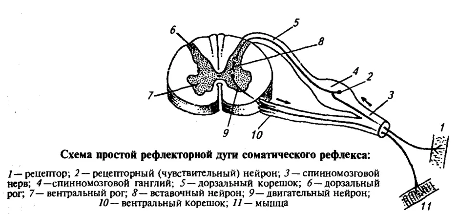 Отметь какими цифрами на рисунке обозначены следующие составные части дуги рефлекса