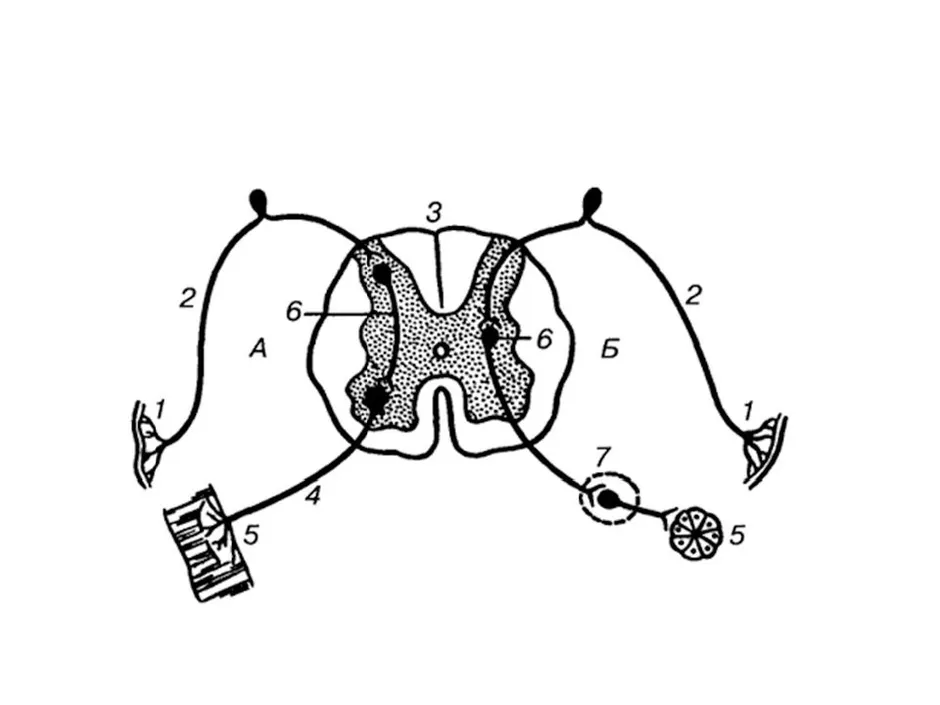 Рефлекторная дуга гистология рисунок