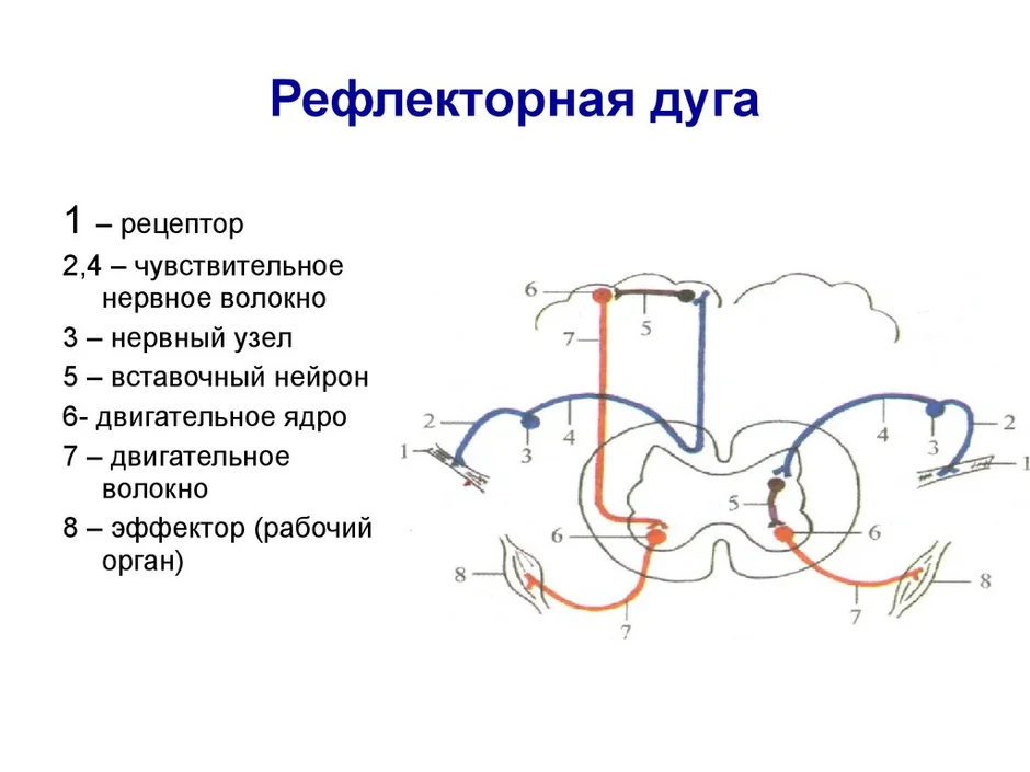 Рефлекторная дуга рисунок с подписями 8 класс