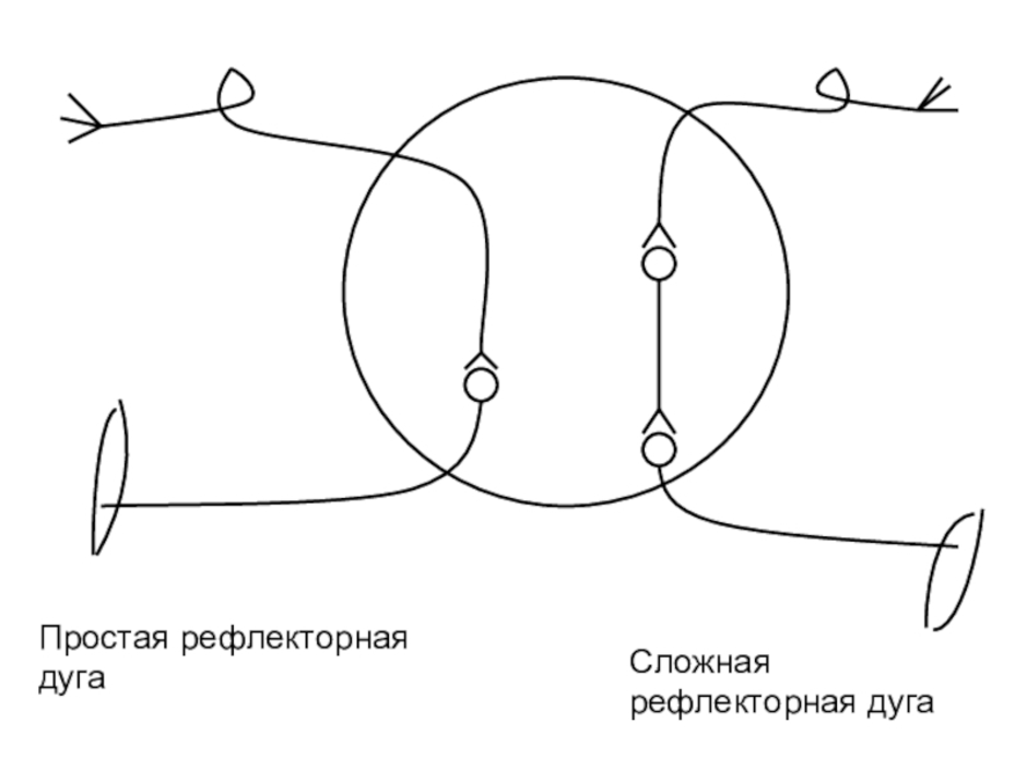 Схема простой и сложной рефлекторной дуги