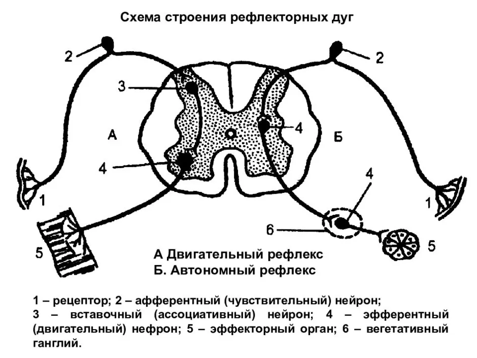 Что отсутствует в схеме рефлекторной дуги