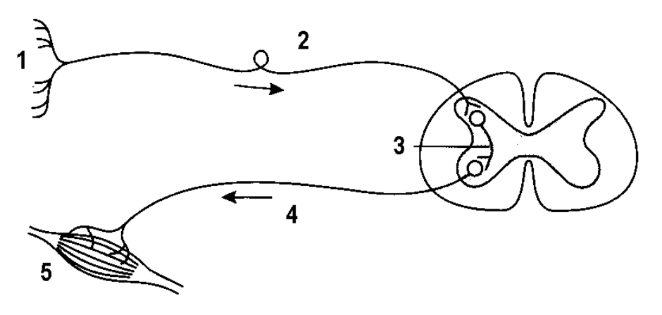 Принципиальная схема рефлекторной дуги симпатического рефлекса спинального уровня