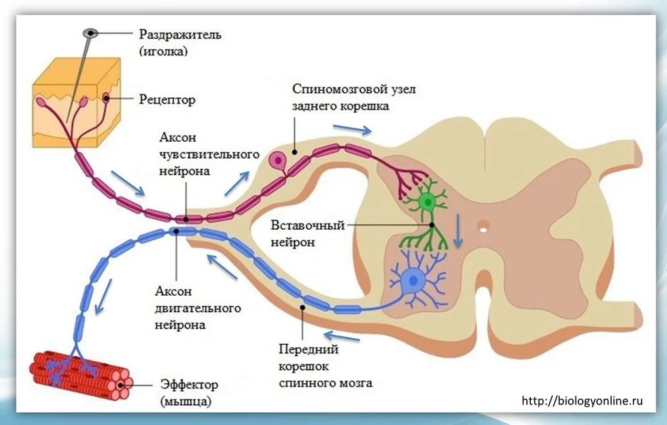 Соматическая рефлекторная дуга схема