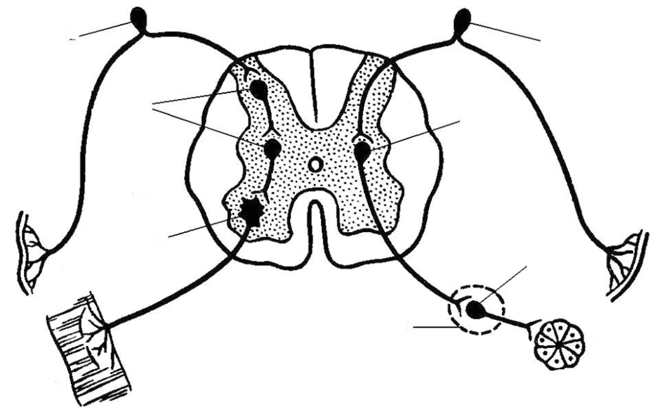 Принципиальная схема рефлекторной дуги симпатического рефлекса спинального уровня