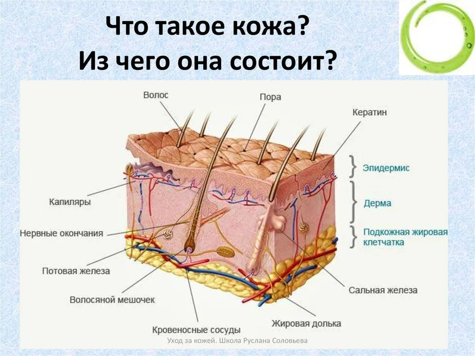 Эпидермис картинка с подписями