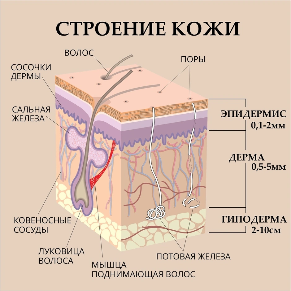 Образование кожи рисунок