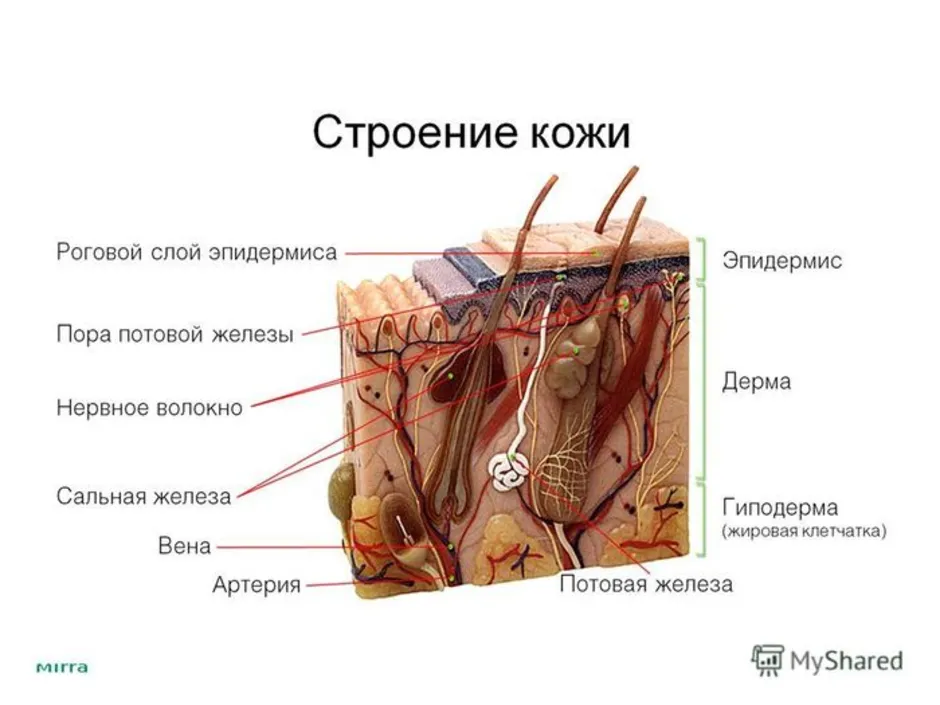 Строение кожи нарисовать