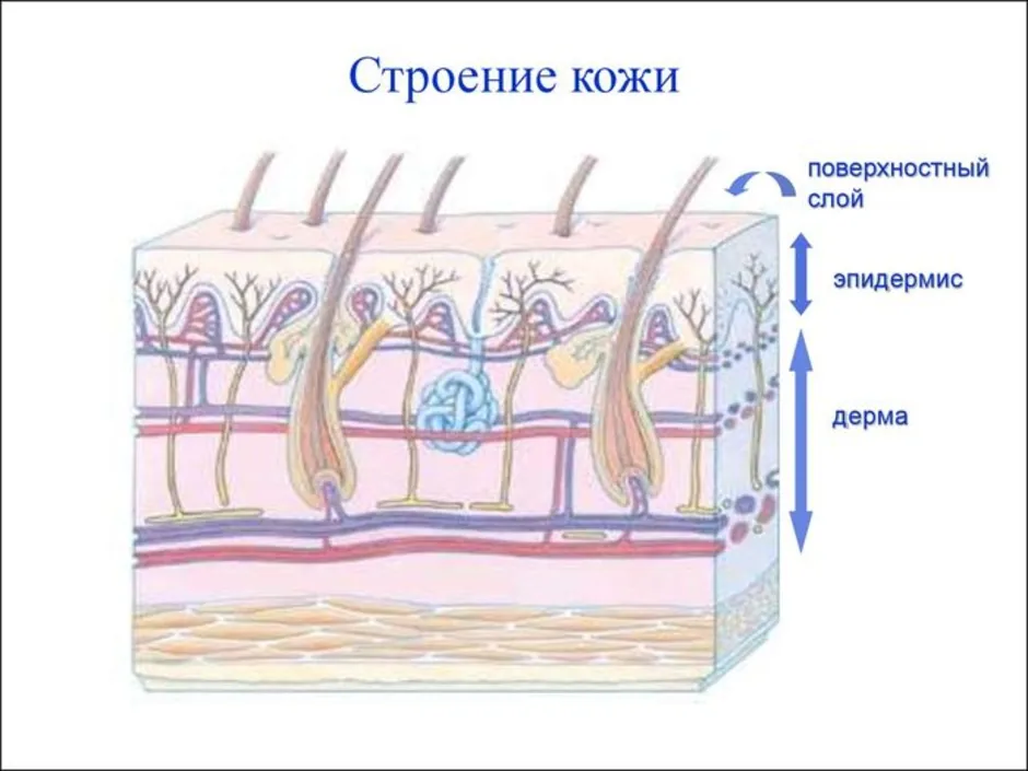 Строение кожи нарисовать