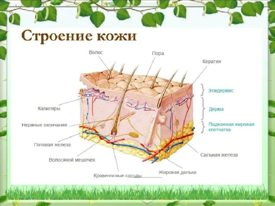 Строение кожи схема с подписями