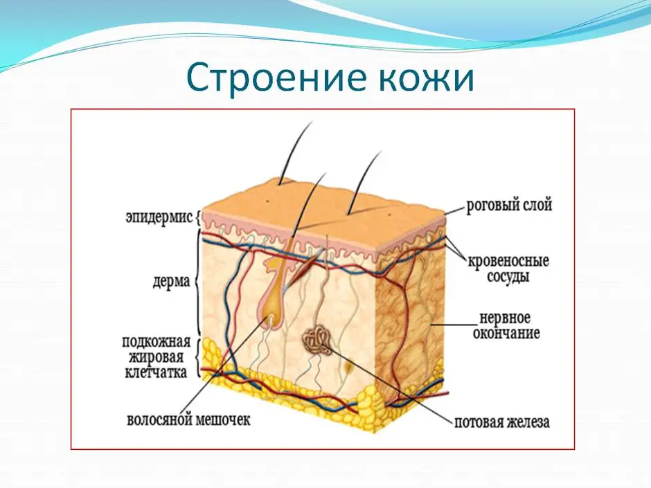 Выберите три верно обозначенные подписи к рисунку строение кожи человека