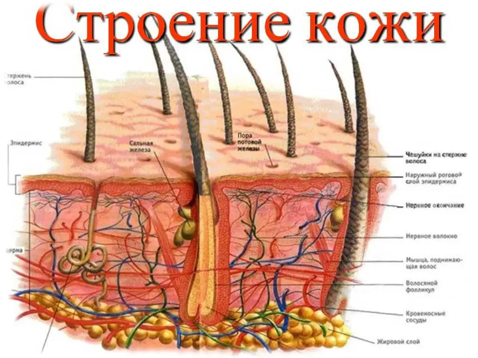 Выберите три верно обозначенные подписи к рисунку строение кожи человека