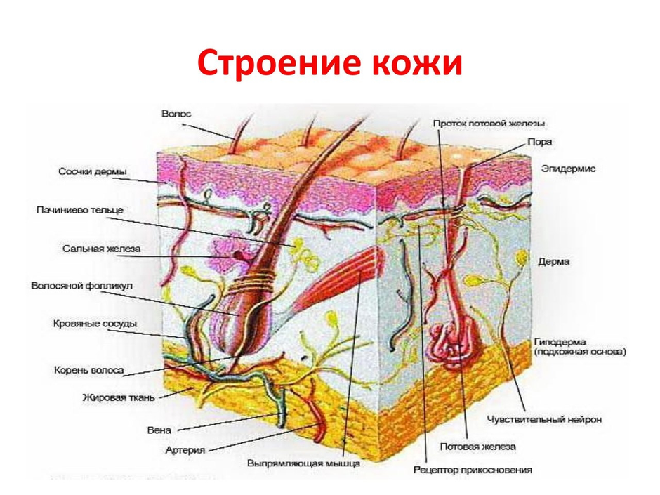 Строение кожи картинка с описанием