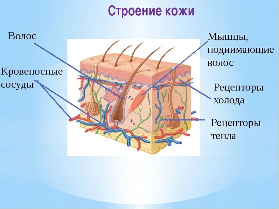 Строение кожи нарисовать