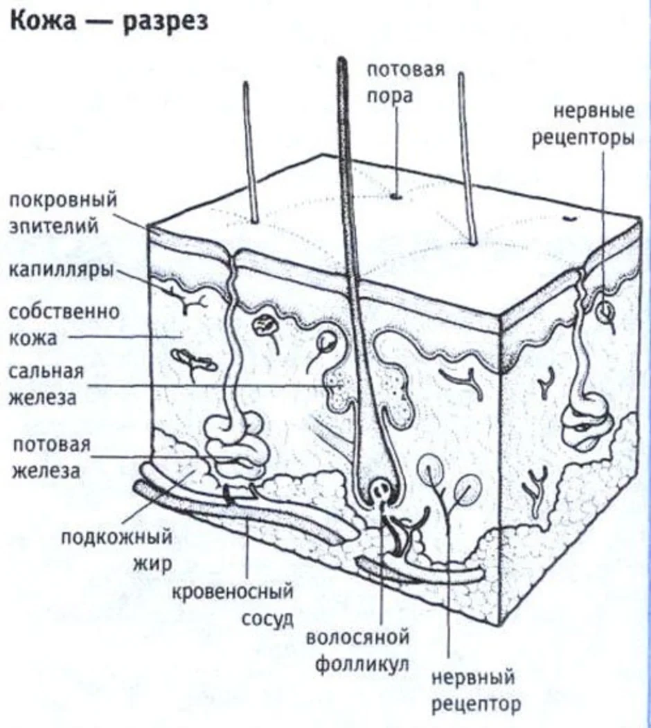 Строение кожи нарисовать