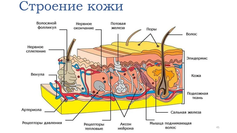 Фото по запросу Строение кожи