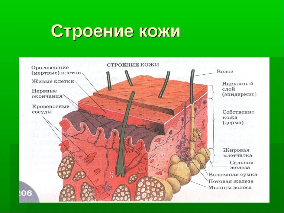 Выберите три верно обозначенные подписи к рисунку на котором изображено строение кожи рецептор мышца