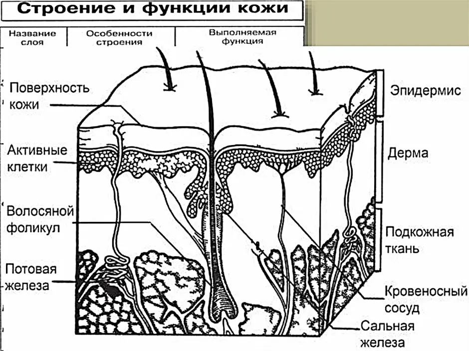 Строение кожи нарисовать