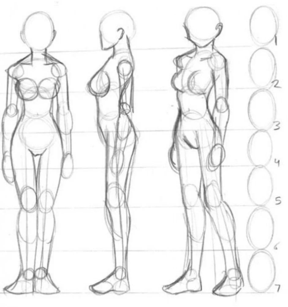 Картинки как нарисовать тело. Анатомия человека рисование для начинающих пропорции. Тело для рисования. Тело человека для рисования. Анатомия женского тела для рисования.