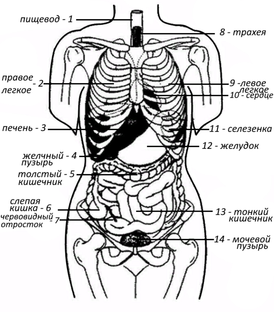 Какие железы расположены в брюшной полости. Схема органов брюшной полости. Схема расположения органов человека в брюшной полости. Строение внутренних органов человека брюшная полость схема. Строение ЖКТ человека схема с ребрами.