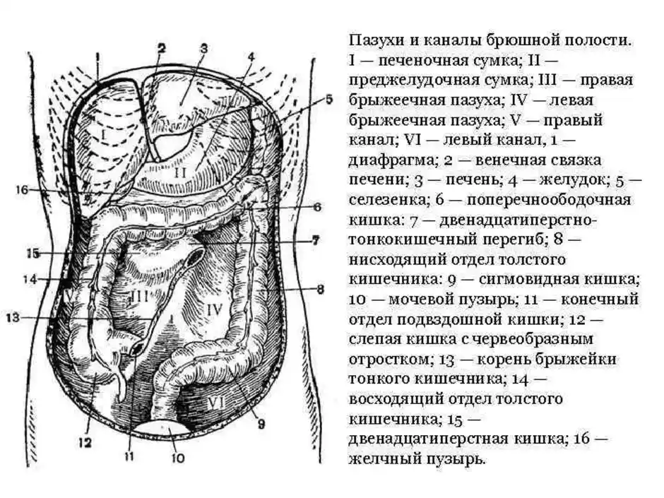 Брюшная полость. Строение брюшины и брюшной полости. Топография брюшины Нижнего этажа брюшной полости: каналы. Печеночные сумки брюшной полости топографическая анатомия. Нижний этаж брюшной полости топографическая анатомия.