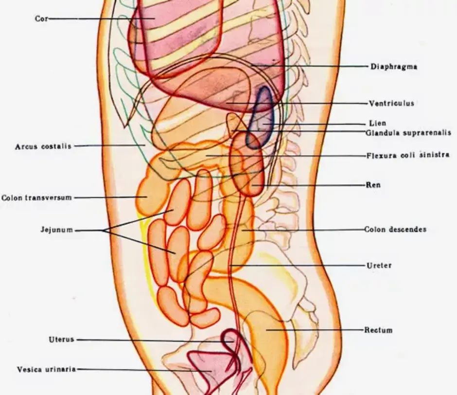 Расположение внутренних органов мужчины в брюшной полости. Строение внутренних органов сбоку. Внутреннее строение брюшной полости человека. Строение внутренних органов человека брюшная полость почки. Внутренние органы человека схема расположения сбоку.