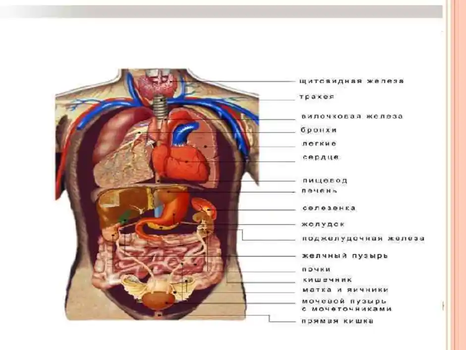 Внутренние органы строение схема. Строение человека внутренние органы. Схема брюшной полости человека. Анатомия человека внутренние органы в картинках. Расположение органов у человека спереди.