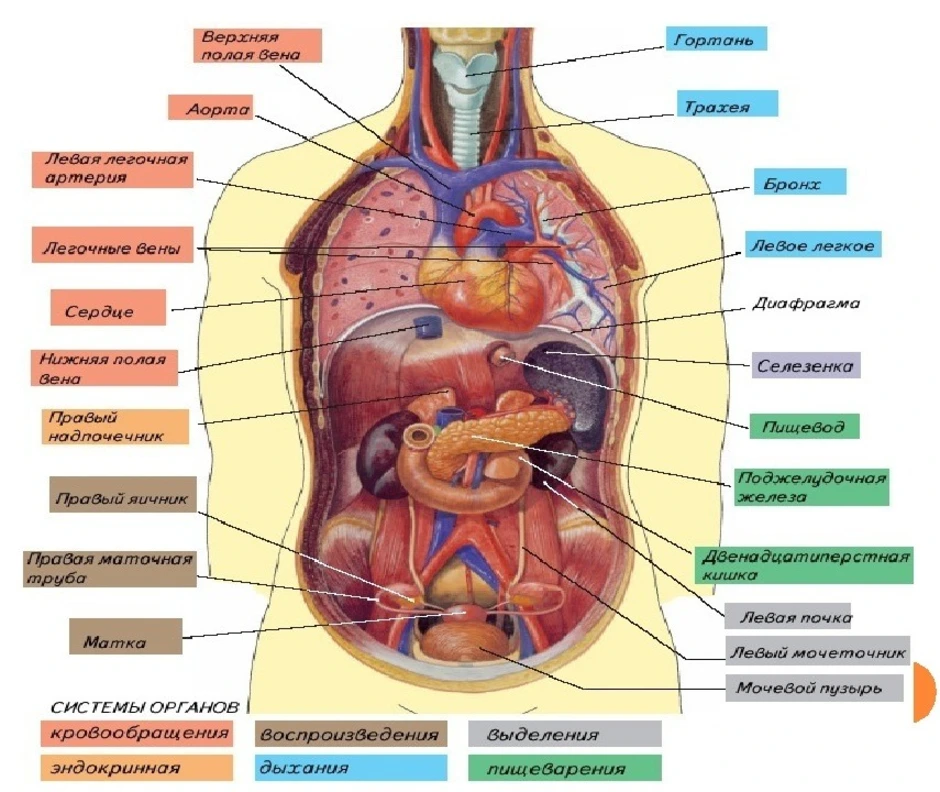 Сколько в организме органов. Строение внутренних органов сбоку. Структура органов человека. Внутреннее строение органов внутренних.