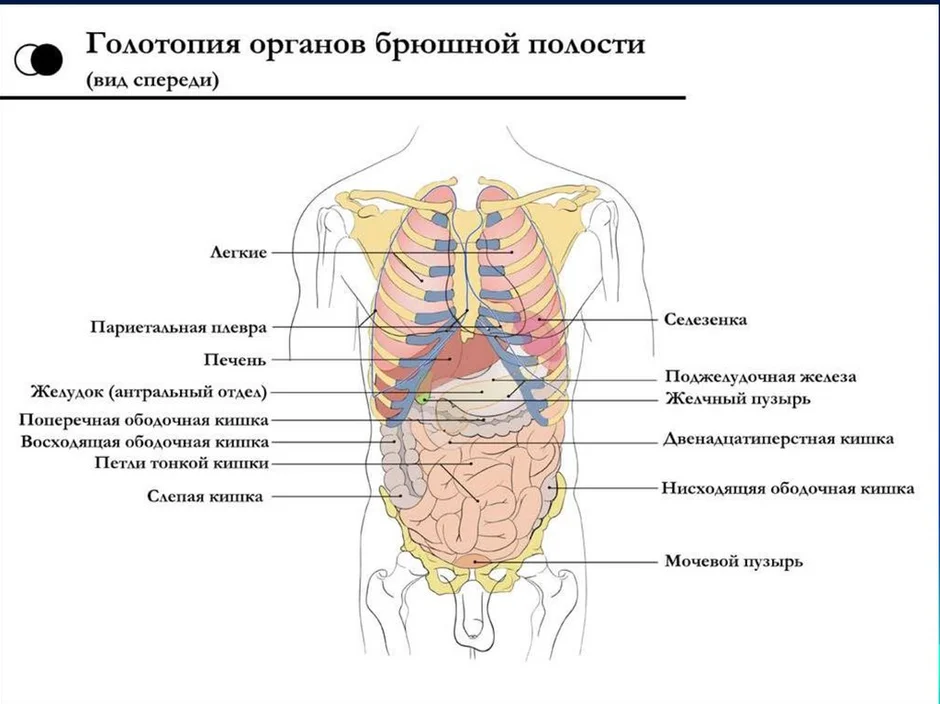 Какой цифрой на рисунке обозначен орган находящийся и в грудной и брюшной полости