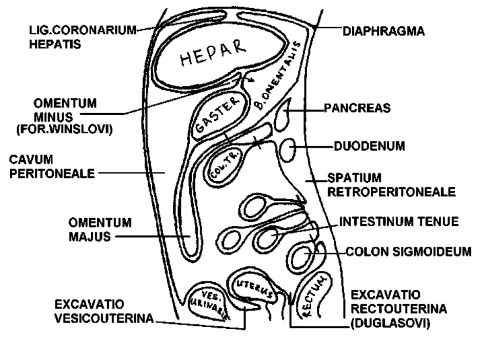 Сагиттальный распил забрюшинного пространства схема