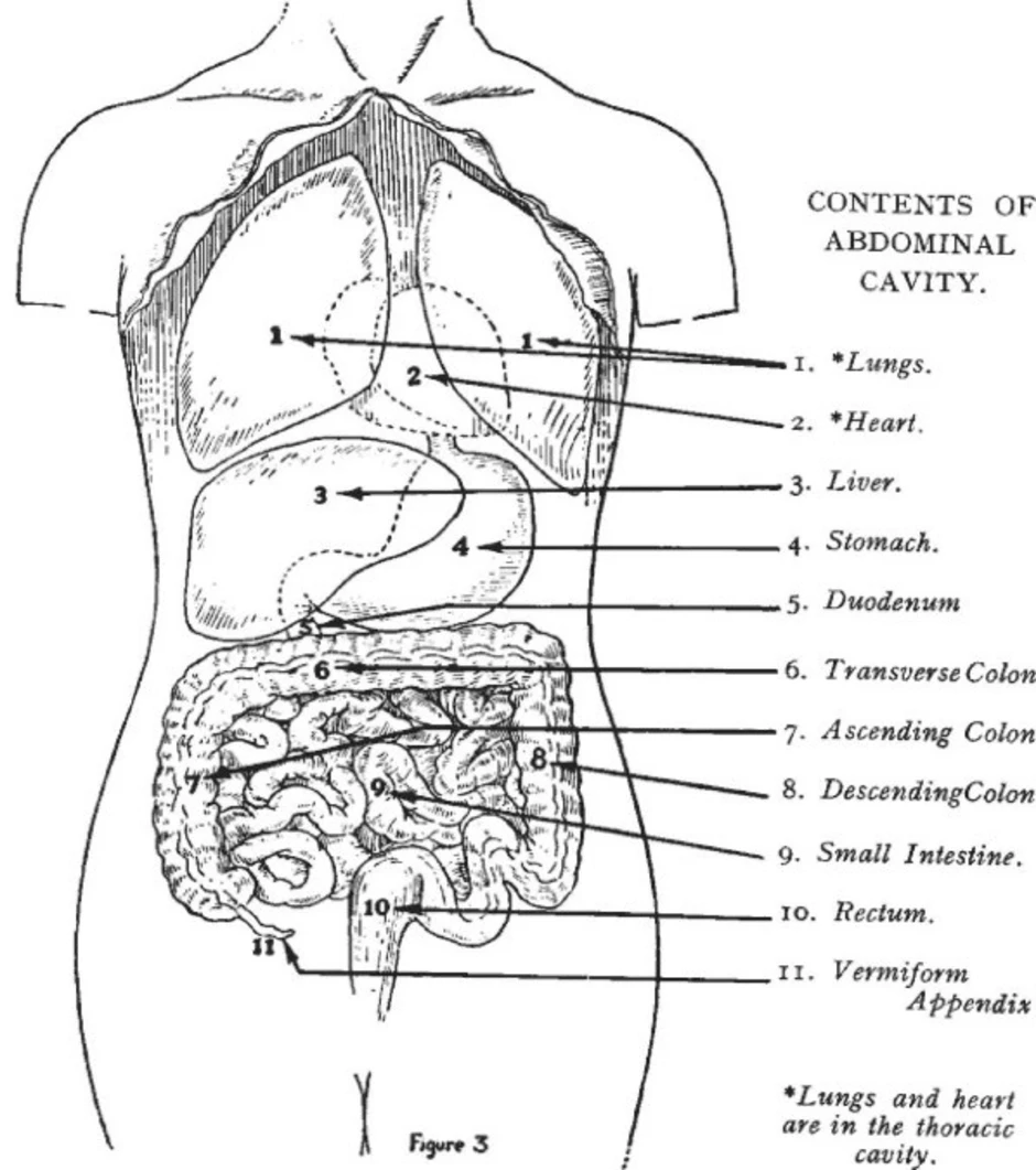 Расположение б. Анатомия органов брюшной полости. Строение внутренних органов брюшной полости. Анатомия внутренних органов брюшной полости человека. Схема расположения органов человека в брюшной полости рисунок.
