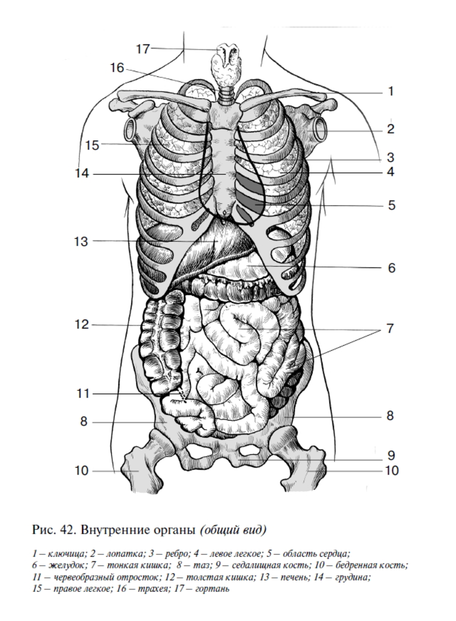Внутренние органы строение схема. Строение человека внутренние органы сбоку. Анатомия органы брюшной полости вид сбоку.
