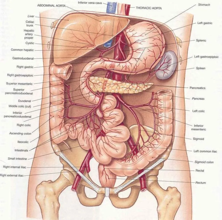 Анатомия брюшной полости человека в картинках у мужчин фото