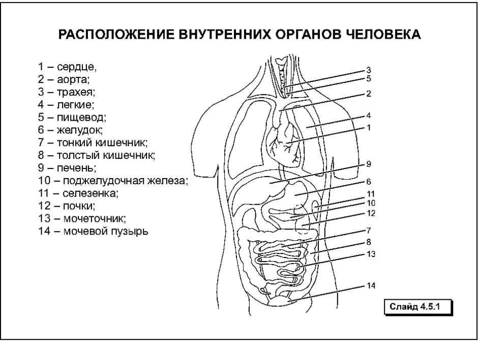 Схема внутренних органов человека брюшной полости мужчины рисунок